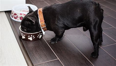 We'll give you the pros and cons of. Top 5 Best French Bulldog Puppy Food Brands by Shamontiel ...