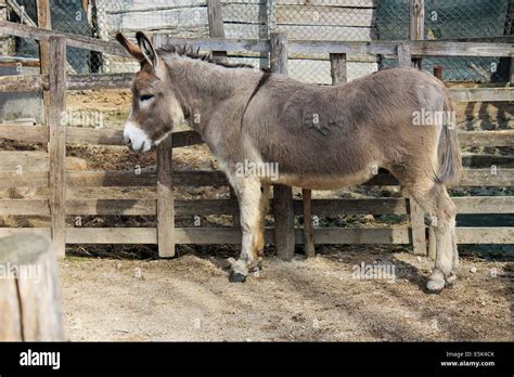 Gray Donkey Stock Photos And Gray Donkey Stock Images Alamy