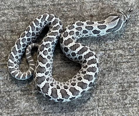 Anaconda Het Axanthic Phase Western Hognose Snake For Sale Snakes At