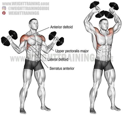 Exercise Dumbbell W Press Type Isolation Push Target Muscle Anterior