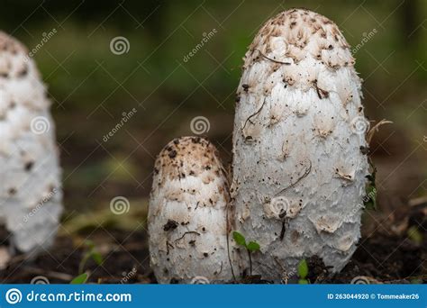 Shaggy Ink Cap Coprinus Comatus Mushrooms Stock Photo Image Of Fungi