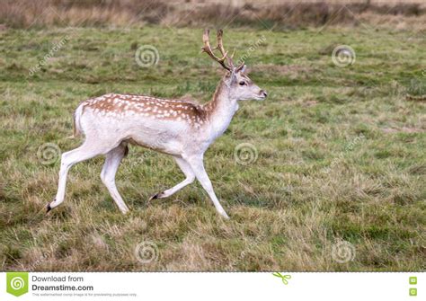 Deer During The Rut Stock Image Image Of Strut Bellowing 79330661