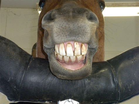 I had similar problems with my upper teeth and eventually got full uppers at the age of thirty, from a reputable dentist, and they looked and felt. 18 Pictures Of Smiling Horses That Are So Happy My ...