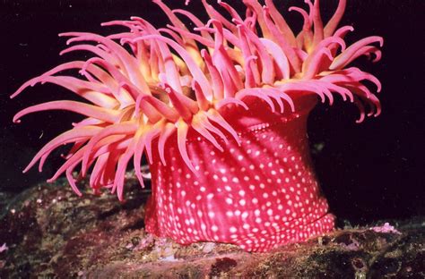 Reef Pacific Nw Invertebrate Id Course Pnwscuba Sea Anemone