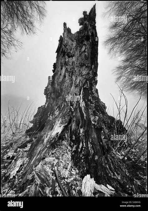 Tree Stump In Fog Stock Photo Alamy