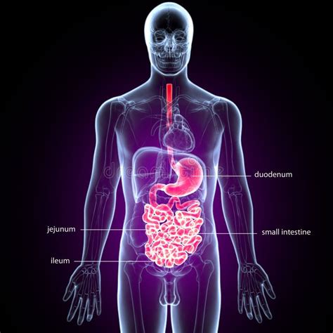 3d Illustration Of Human Body Digestive System Anatomy Stock