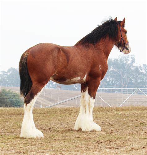 Darkmoor Shire Horse Stud Img0562 Darkmoor Shire Horse Stud