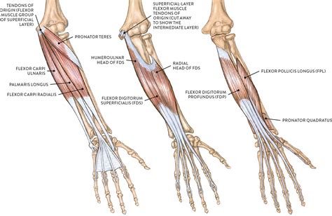 It fits in more with the brachioradialis then with the extensors that we have grouped in the forearm. Name Of Muscles In The Arm / Meet Some Muscles Science Learning Hub : Four anterior pectoral ...