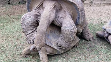 Giant Aldabra Tortoises Having Sex La Vanille Nature Park Mauritius