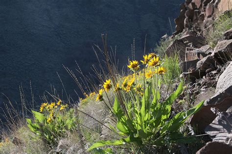 4 Stunning Spring Wildflower Hikes In Central Oregon