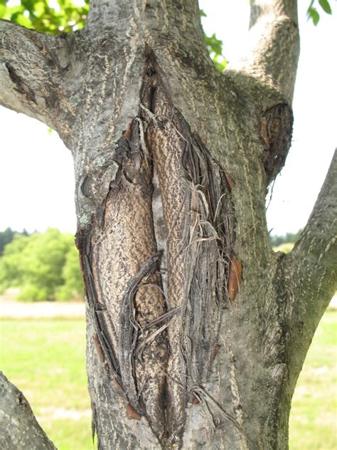 Canker Diseases The Morton Arboretum