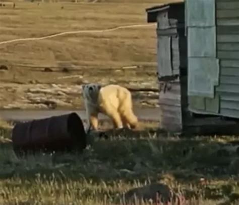 Starving Polar Bear Begs Humans For Help After Getting Tin Can Stuck In