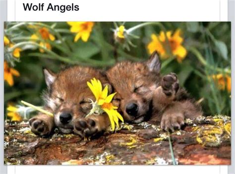 So Cute Baby Wolves Amazing Animal Pictures Animals Wild