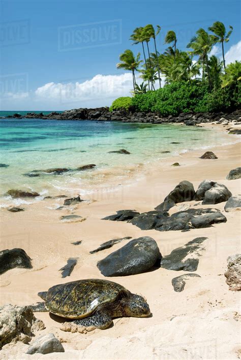 Hawaii Oahu North Shore Laniakea Beach Green Sea Turtle Chelonia
