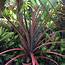 Ornamental Red Leafed Pineapple Plant In Flower Gardening Plants On 