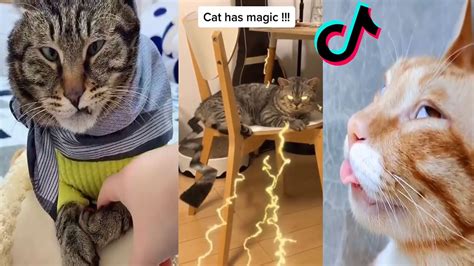Cat Memes Tiktok Cats Being Cats Compilation Funny And Cute Cats Part