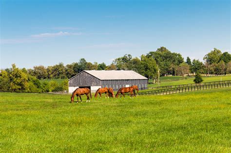 Green Pastures Of Horse Farms Country Summer Landscape Stock Image