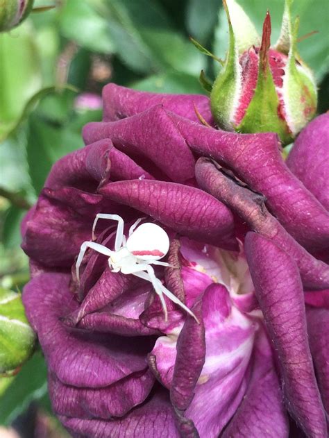 An Albino Spider That Lives In My Garden Never Seen One This Color