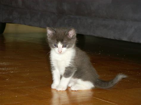 Very playful at this stage. File:Charlie the kitten, age 6 weeks.jpg - Wikimedia Commons