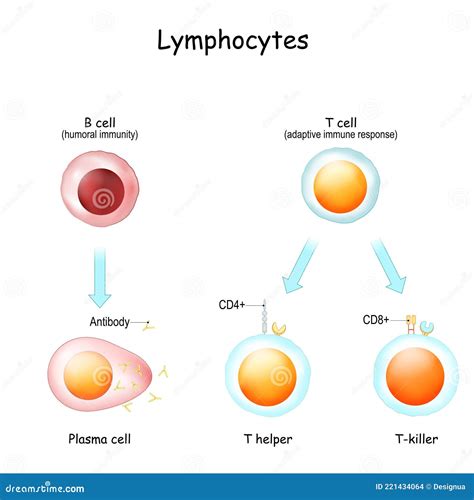 Lymphocytes Cartoons Illustrations And Vector Stock Images 1552