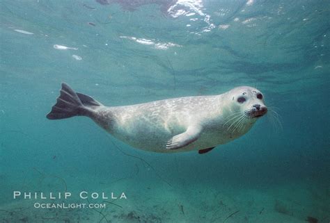 Pacific Harbor Seal Phoca Vitulina Richardsi Photo La Jolla California
