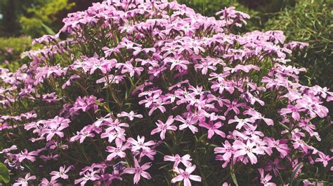 Purple 5 Petal Flower Image During Daytime · Free Stock Photo