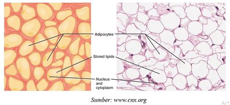 Jaringan Lemak Adiposa Pada Hewan