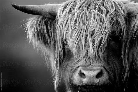 Black And White Portrait Of A Highland Cow Looking At The Camera