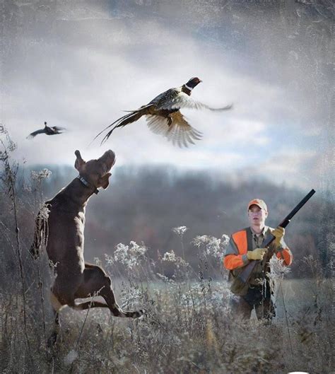 Gentleman Bobwhite Photo Hunting Dogs Upland Bird Hunting Upland