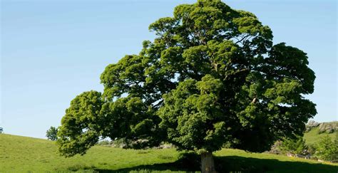 Plants are almost completely made up of water so it is important to supply them with adequate water to maintain good plant health. The English Oak