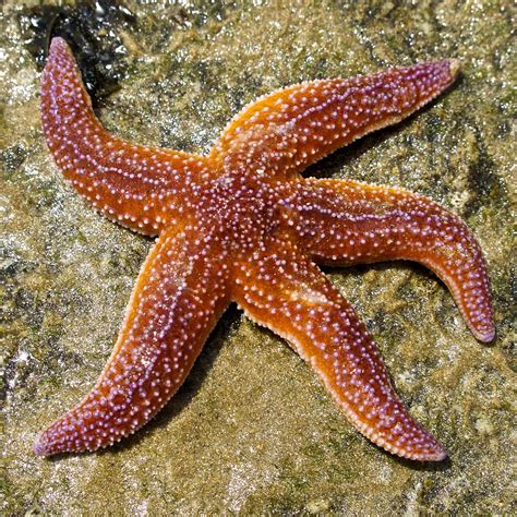 Starfish Starfish Art Starfish Beautiful Sea Creatures