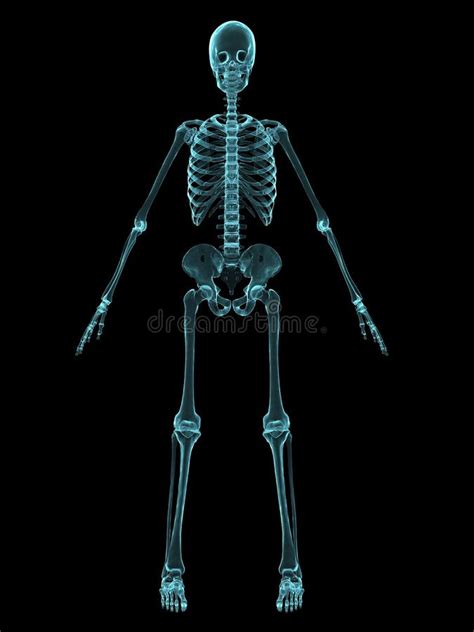 X Ray Skeleton Stock Illustrations 7941 X Ray Skeleton Stock