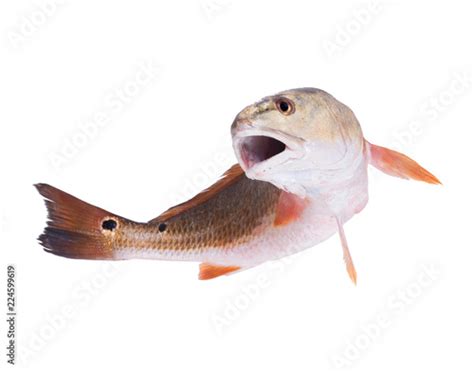 Red Drum Sciaenops Ocellatusthe Fish Jumps Out Isolated On White