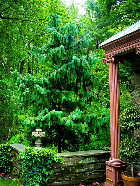 Weeping Alaskan Cedar For Sale Online The Tree Center