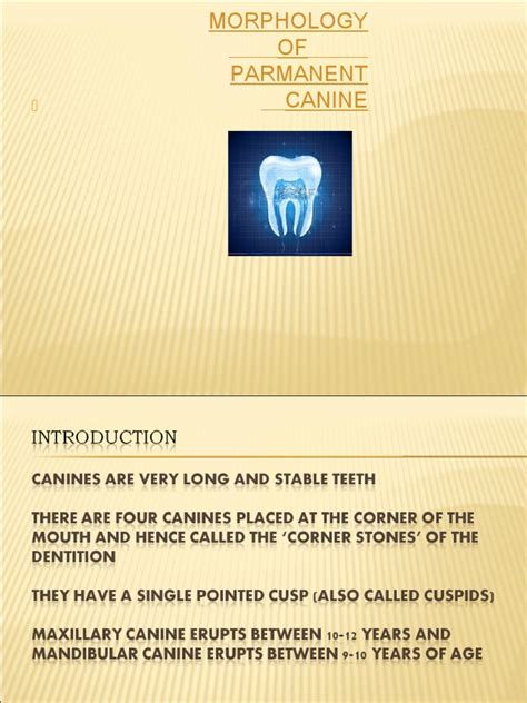 Canines Pdf Dental Anatomy Mouth