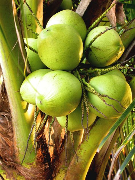 Kini telah terkuak bagaimana cara membuat minyak kelapa murni yang baik sehingga menghasilkan produk yang tidak hanya berkuwalitas, tetapi memiliki khasiat bagi. Urut Bersalin Versi Batu suam Kuala Terengganu: MINYAK ...