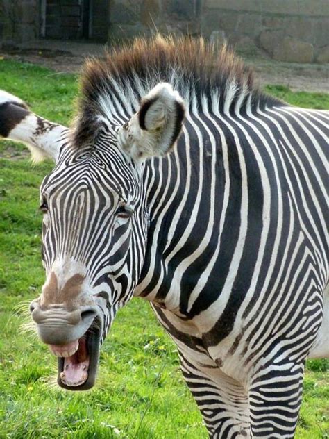 Funny Photos Of Laughing Animals That Will Make You Giggle Top5