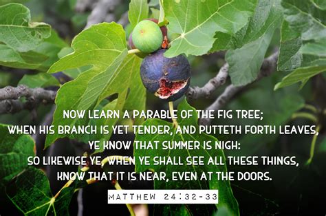 Now Learn A Parable Of The Fig Tree When His Branch Is Yet Tender And