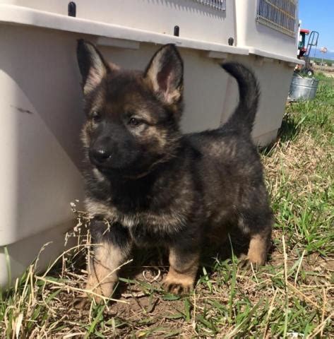 Find 251 german shepherds for sale on freeads pets uk. AKC German Shepherd puppies for Sale in Franktown ...