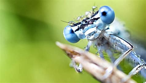 Delve Into Detail— Learn The Basics Of Macro Learn Photography By