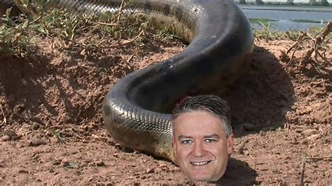 Worlds Largest Snake Discovered In Australias Federal Capital The Spoof