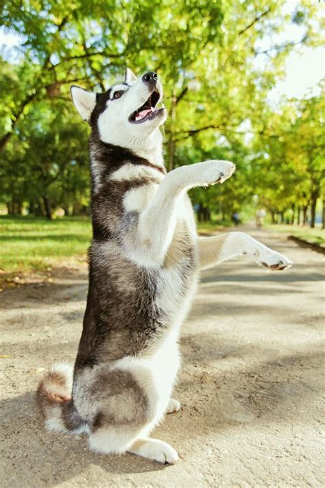 The Gray Husky Dog Standing On Two Legs Stock Photo Image Of Friend