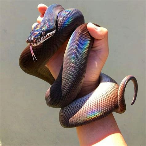 7 White Lipped Python Imgur Pretty Snakes Cute Snake Cute Reptiles