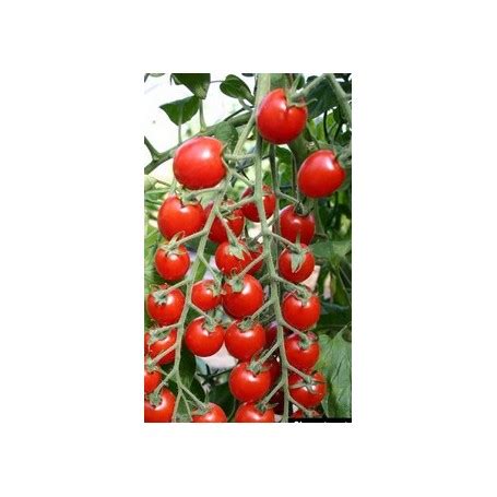Plant De Tomate Bolstar Baloe Greff E
