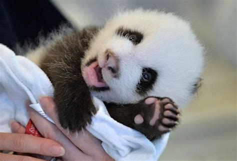 15 Fotos De Animais Dizendo Oi Baby Panda Pictures Baby Panda