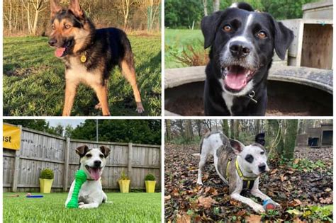 21 Rescue Dogs Looking For A New Home In The Lothians