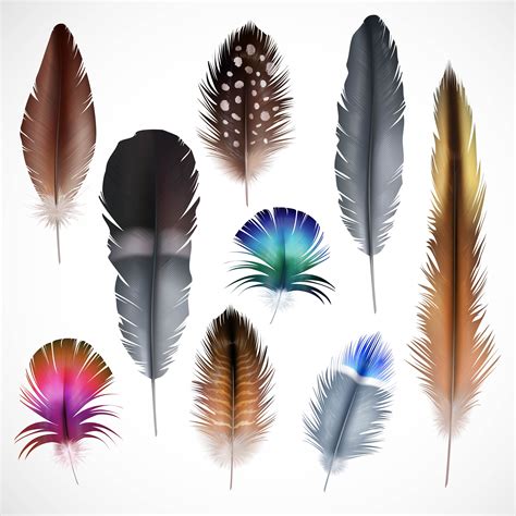 Realistic Feathers Set 483710 Vector Art At Vecteezy