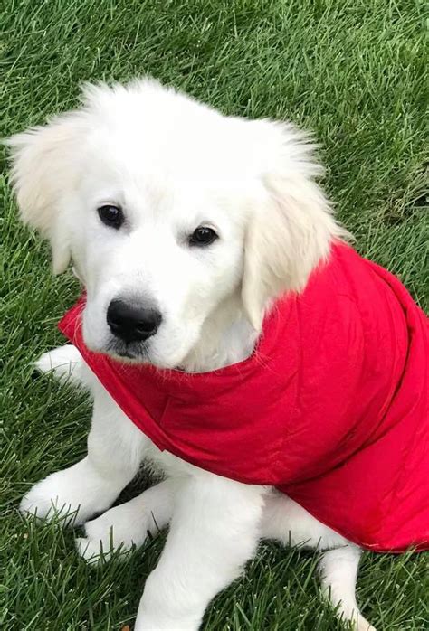 The golden retriever, with its intelligence and eager to please attitude, is one of the most popular breeds in the united states according toakc registration statistics. Puppies - English Cream White Golden Retrievers | Treasure ...