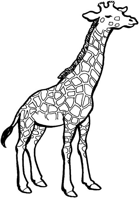 Pin On Giraffes
