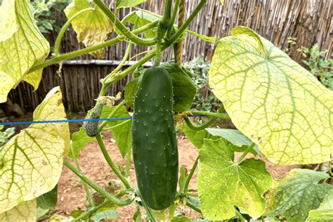 Causes For Cucumber Leaves To Turn Yellow And How To Fix Them
